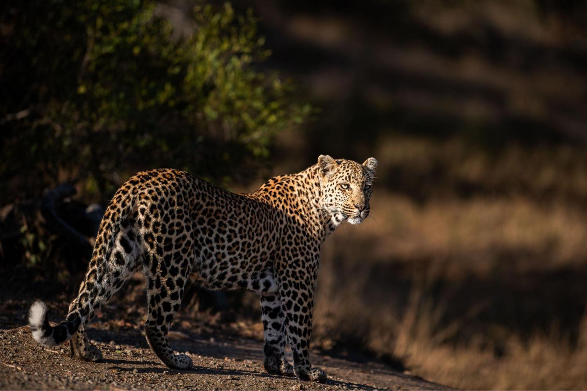 Leopard Sands Kruger Park スククザ エクステリア 写真