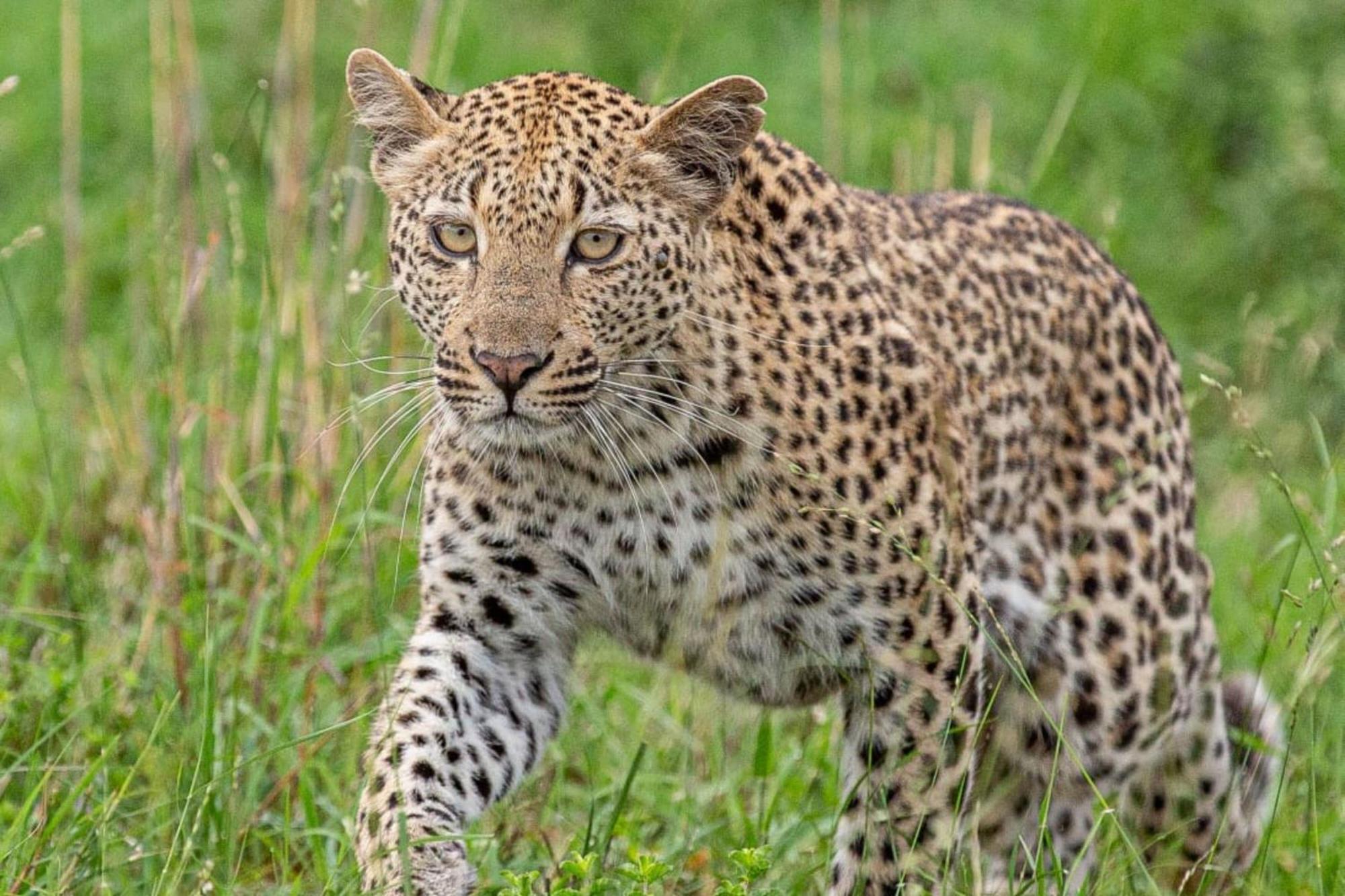 Leopard Sands Kruger Park スククザ エクステリア 写真