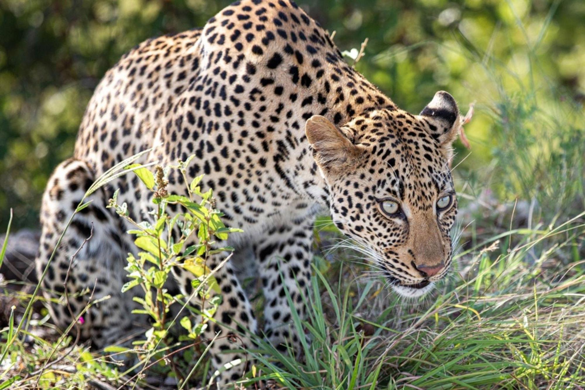 Leopard Sands Kruger Park スククザ エクステリア 写真